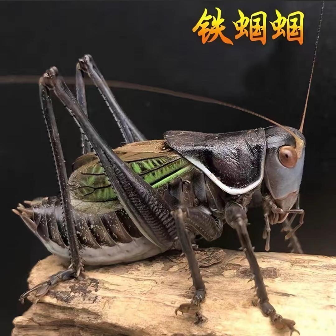 鸣虫界的小学生
