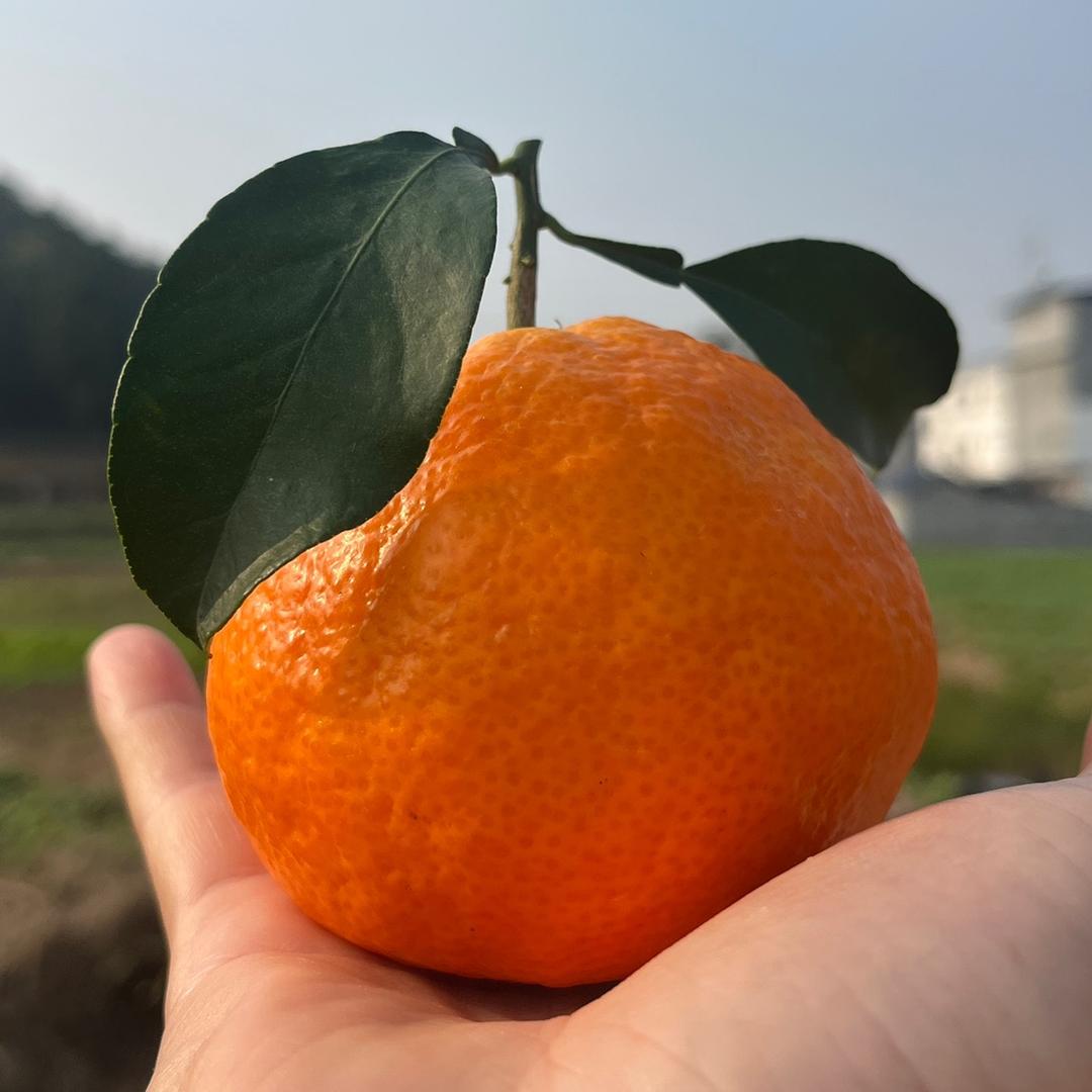 代发代卖（精言果业🍒）石榴