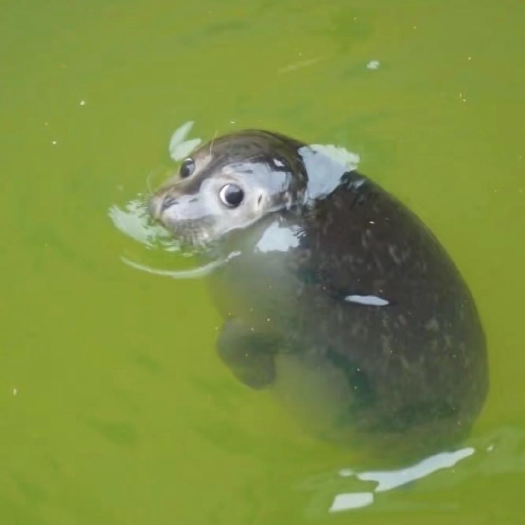 Dr.Seal