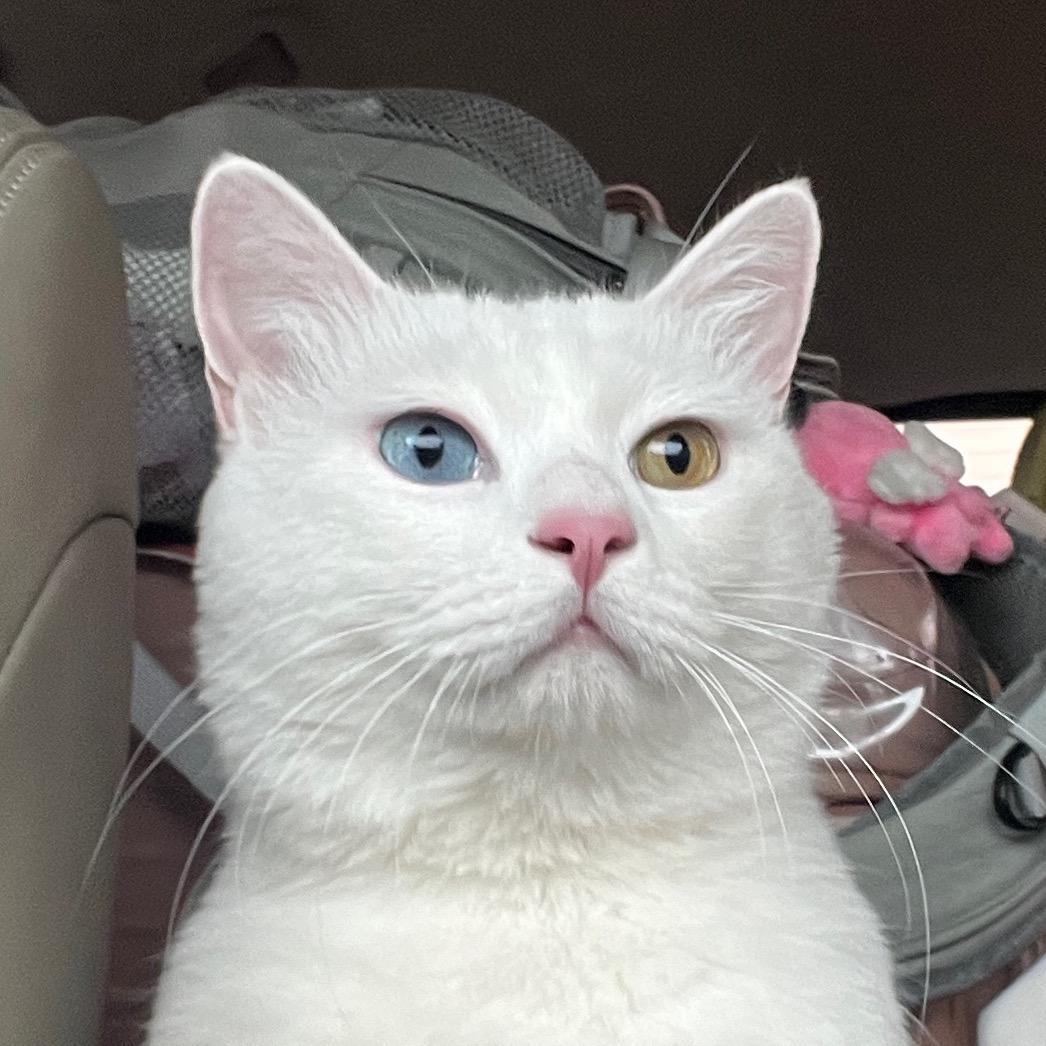 YN与猫