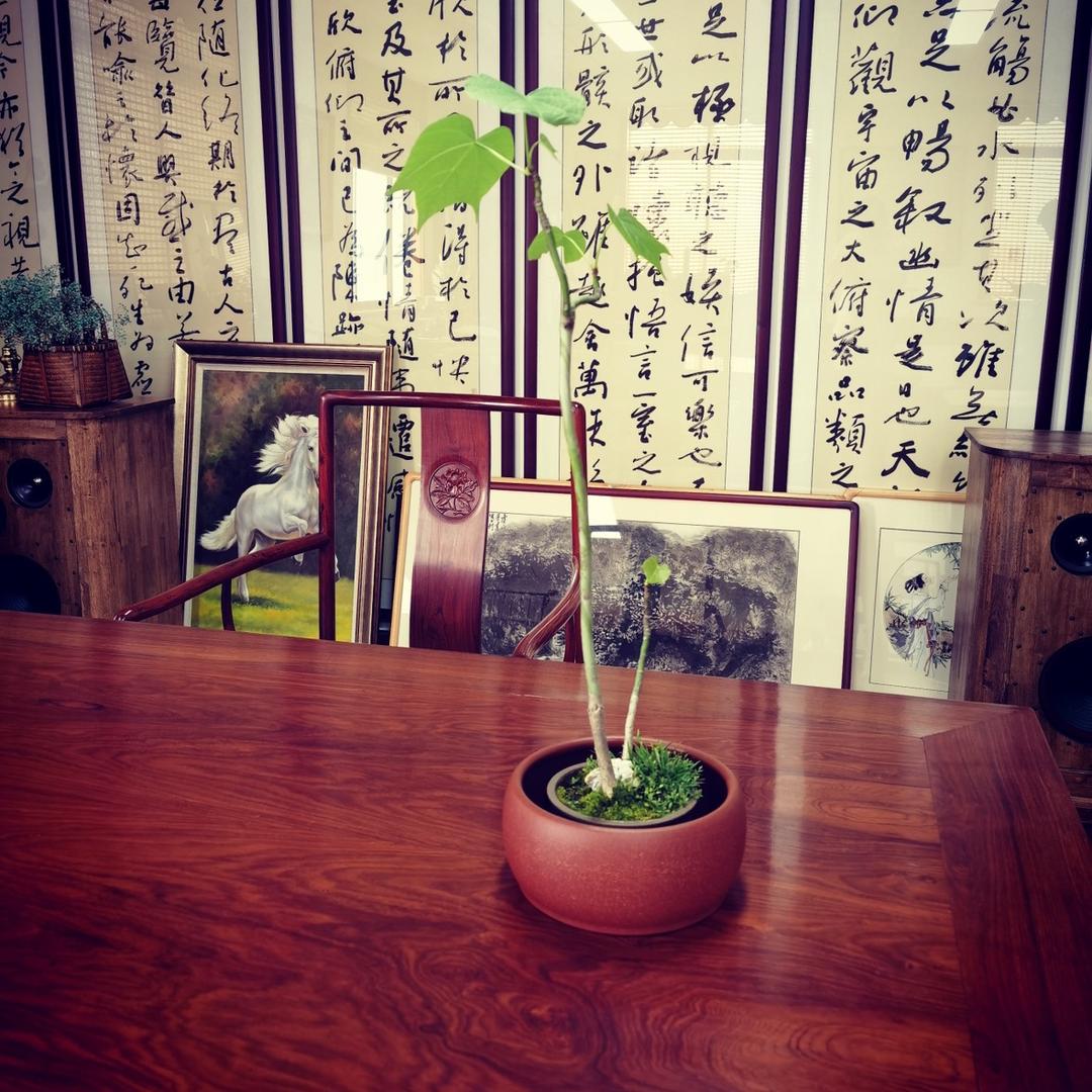 智惠岛