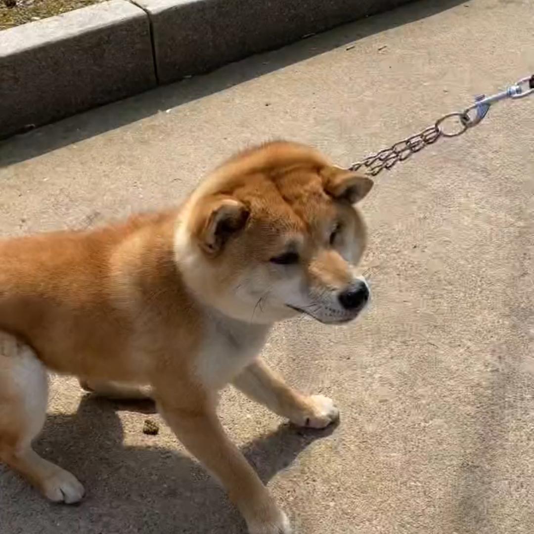 柴犬闰土
