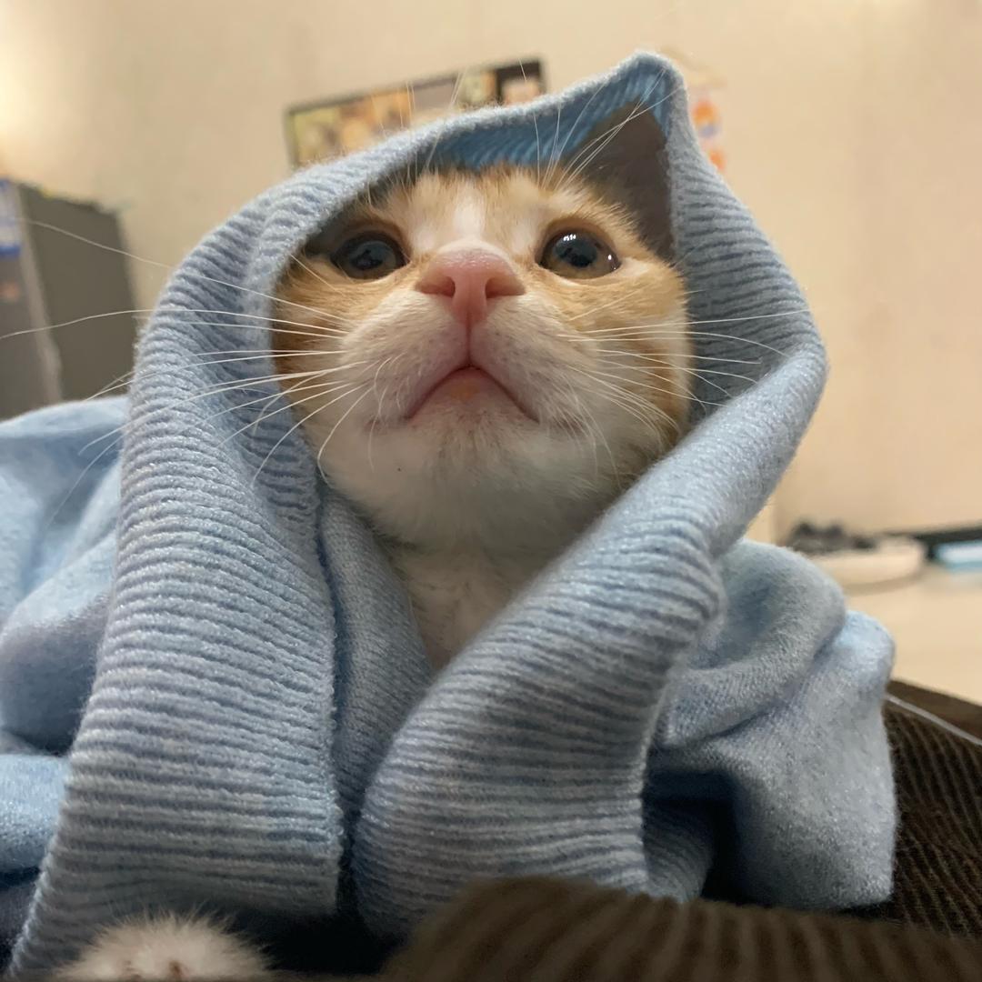 圆宝爱睡觉💤🐱