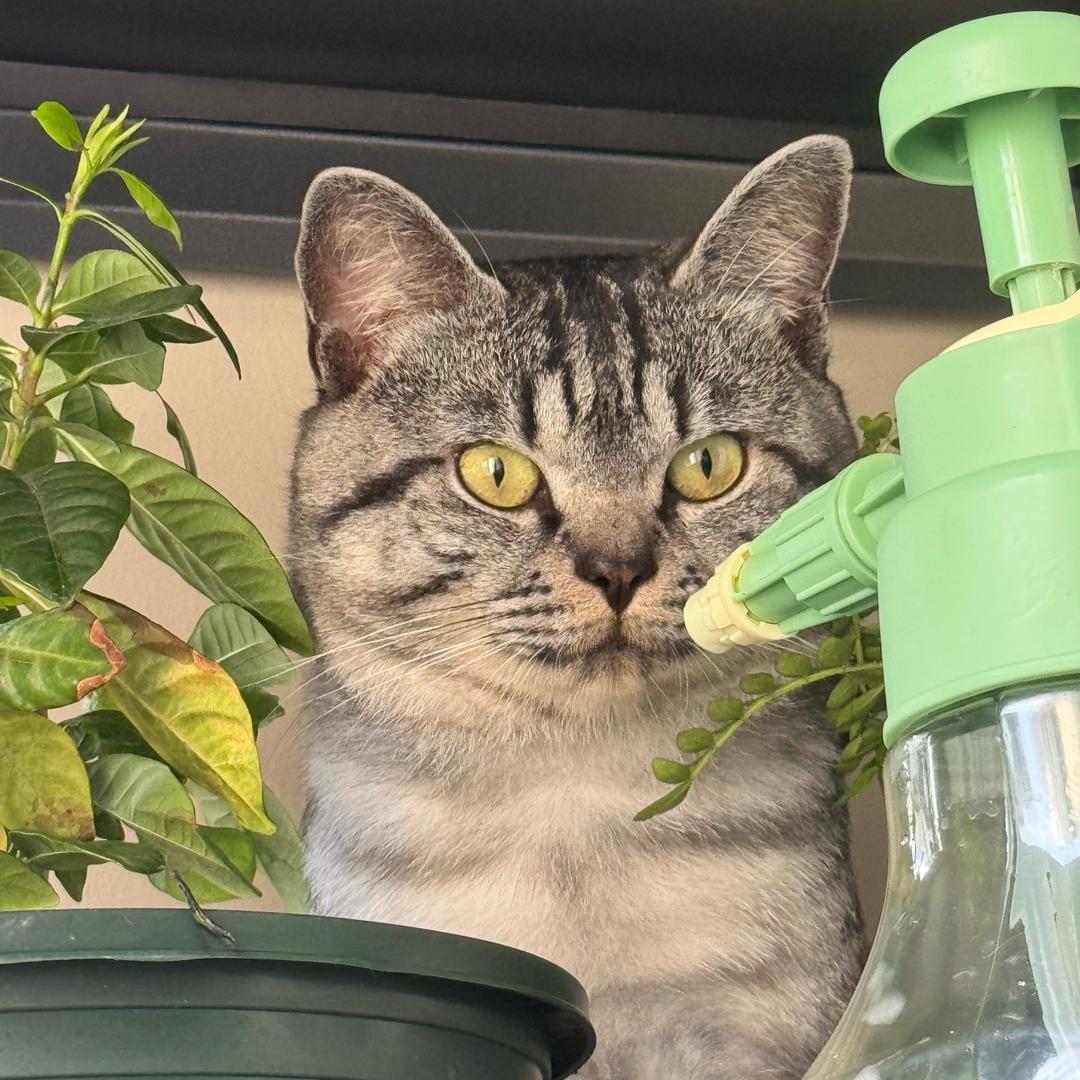 茉莉