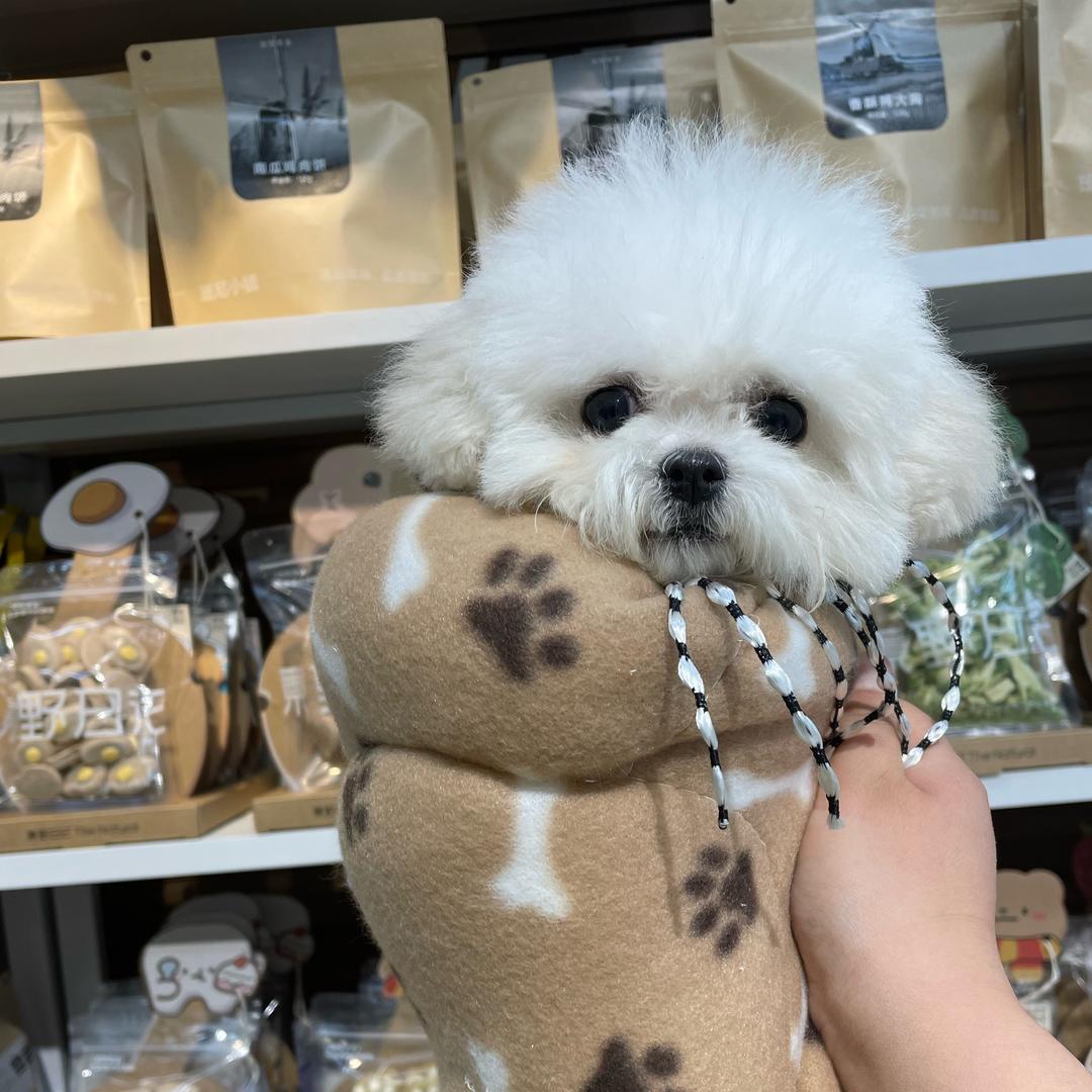 吉祥家的韩系比熊