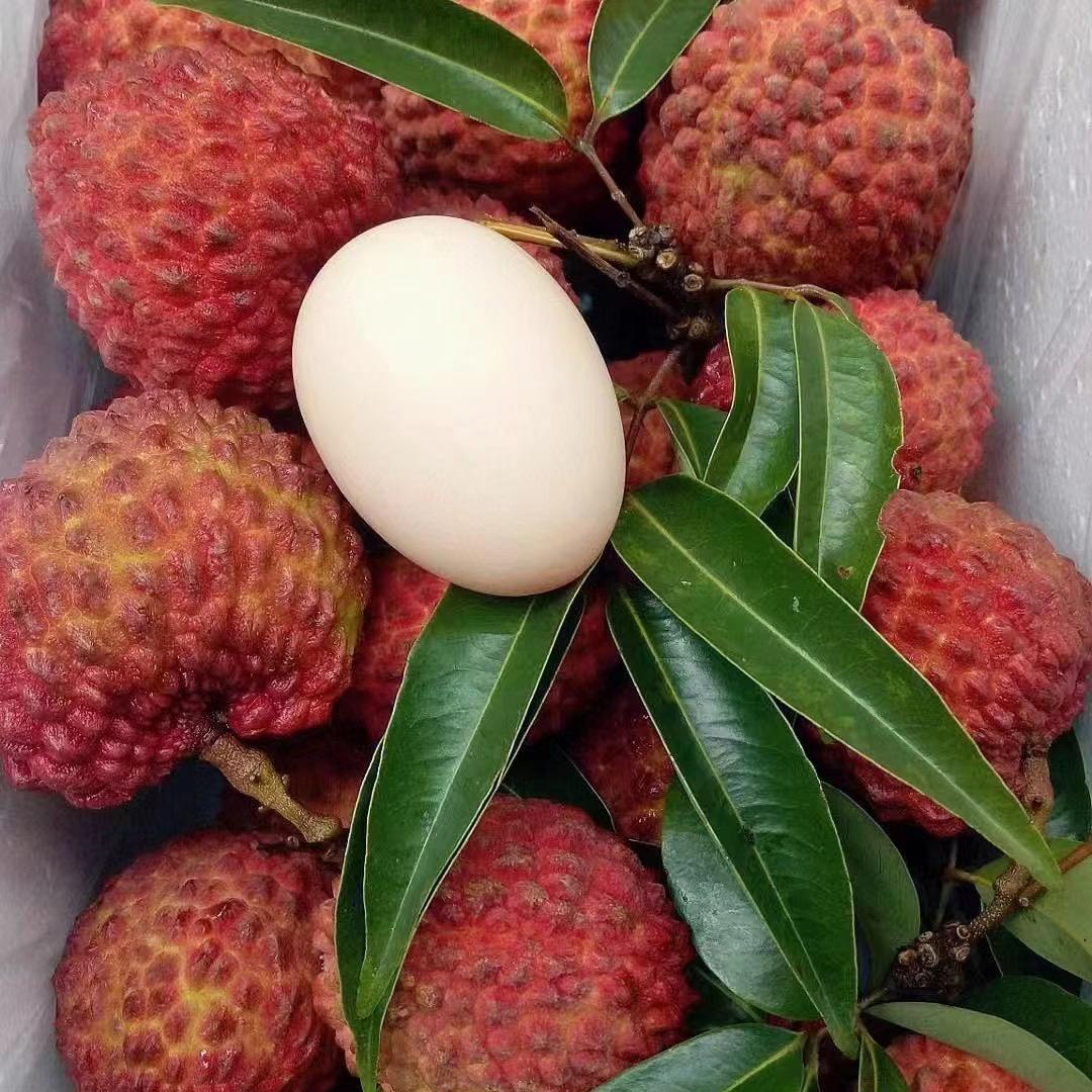 云苗富拾源园艺专卖店