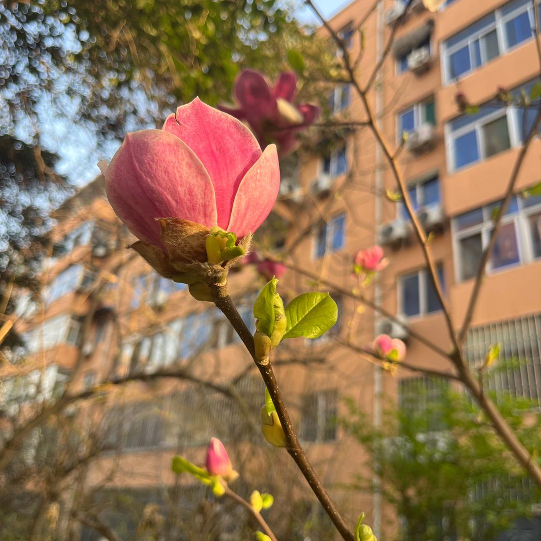 我姓李
