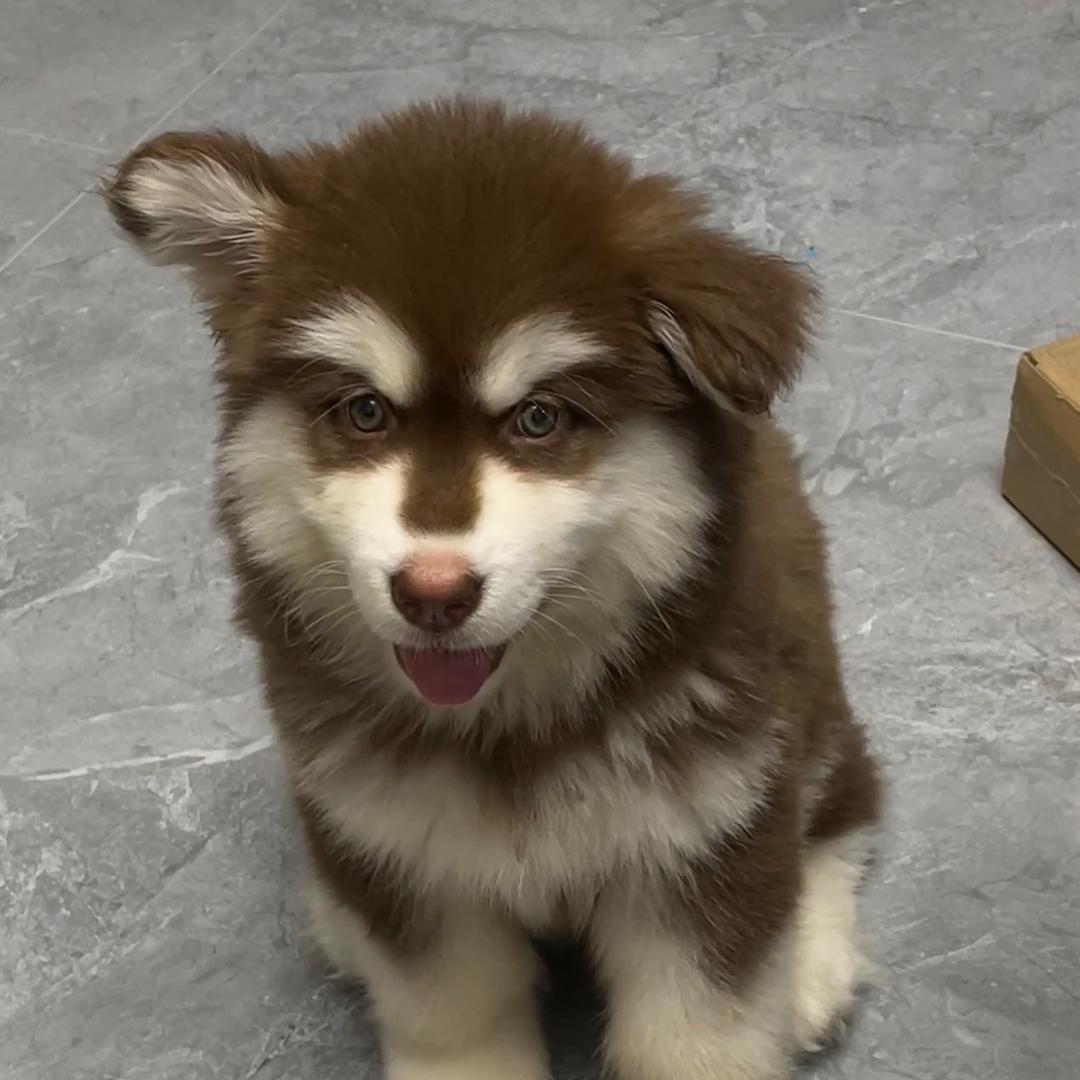 明远