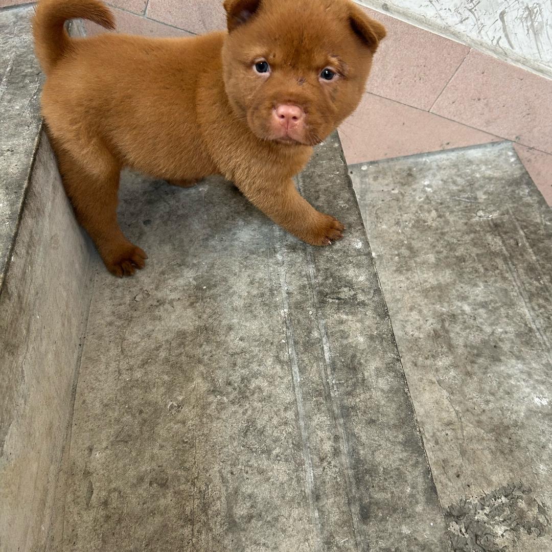 萌宠（五红犬)