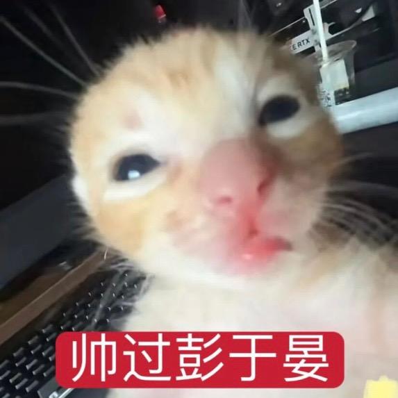 主人的舔狗