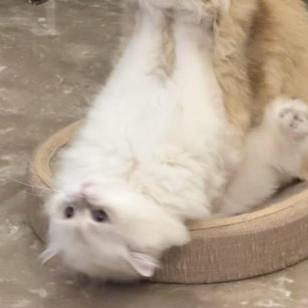 露露今天跑酷了吗