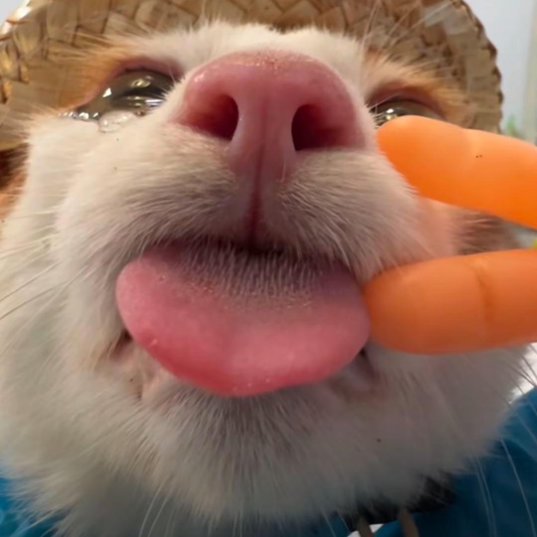 戴戴今天不想起