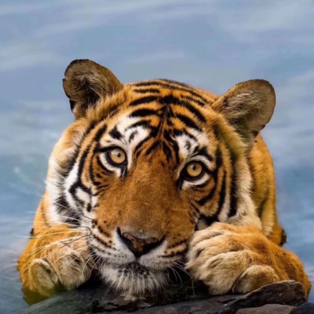 Opalus13不爱健身