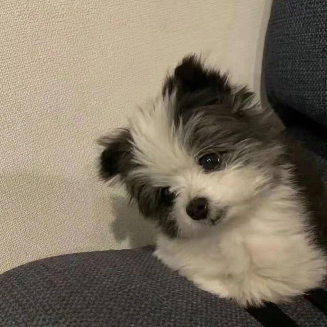 楠瓜