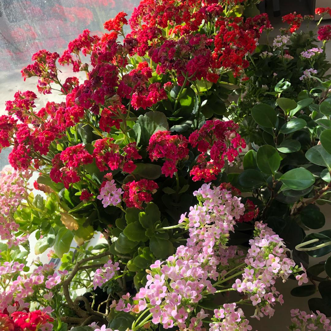 一帆风顺❤️❤️