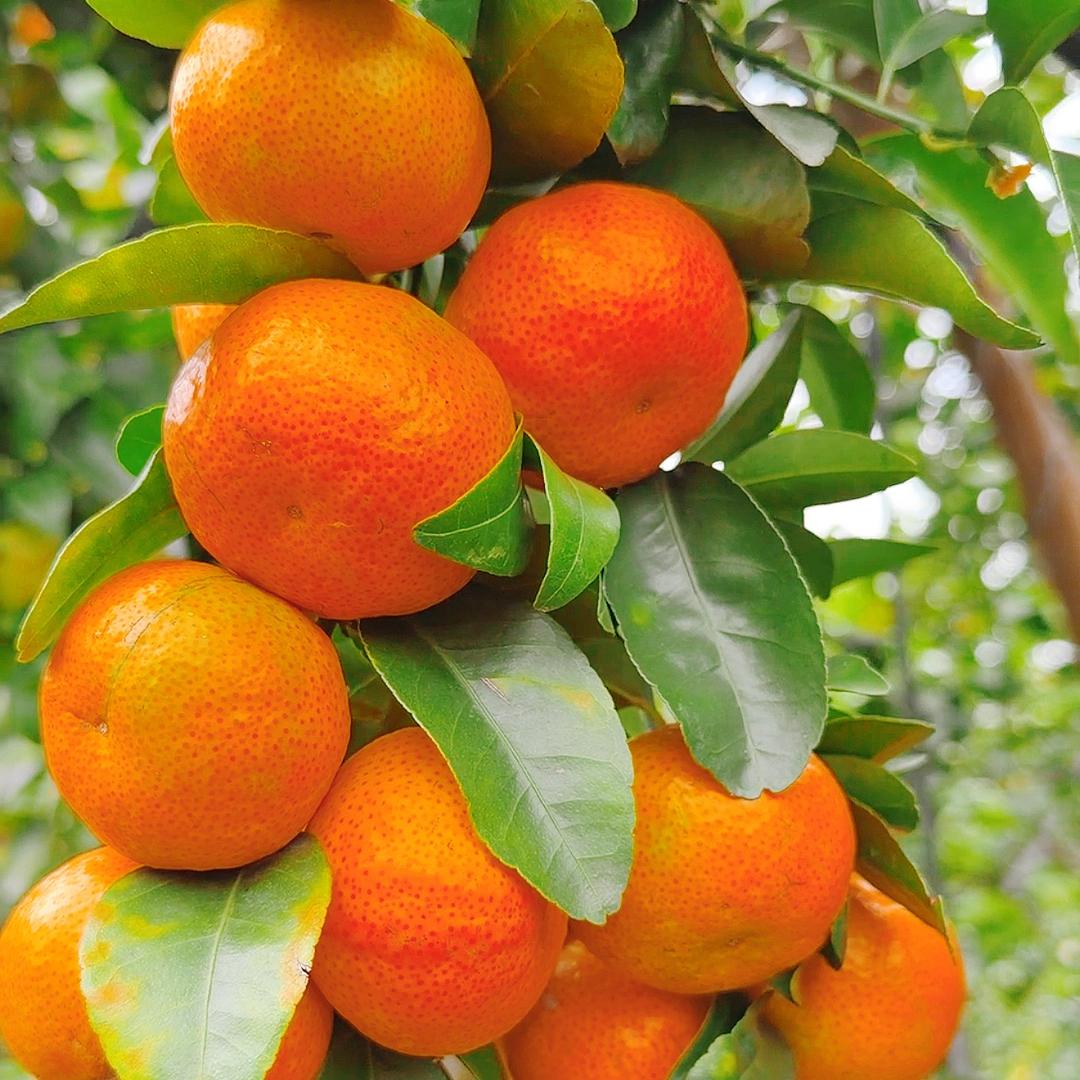 壮乡三姐妹沙糖桔好甜