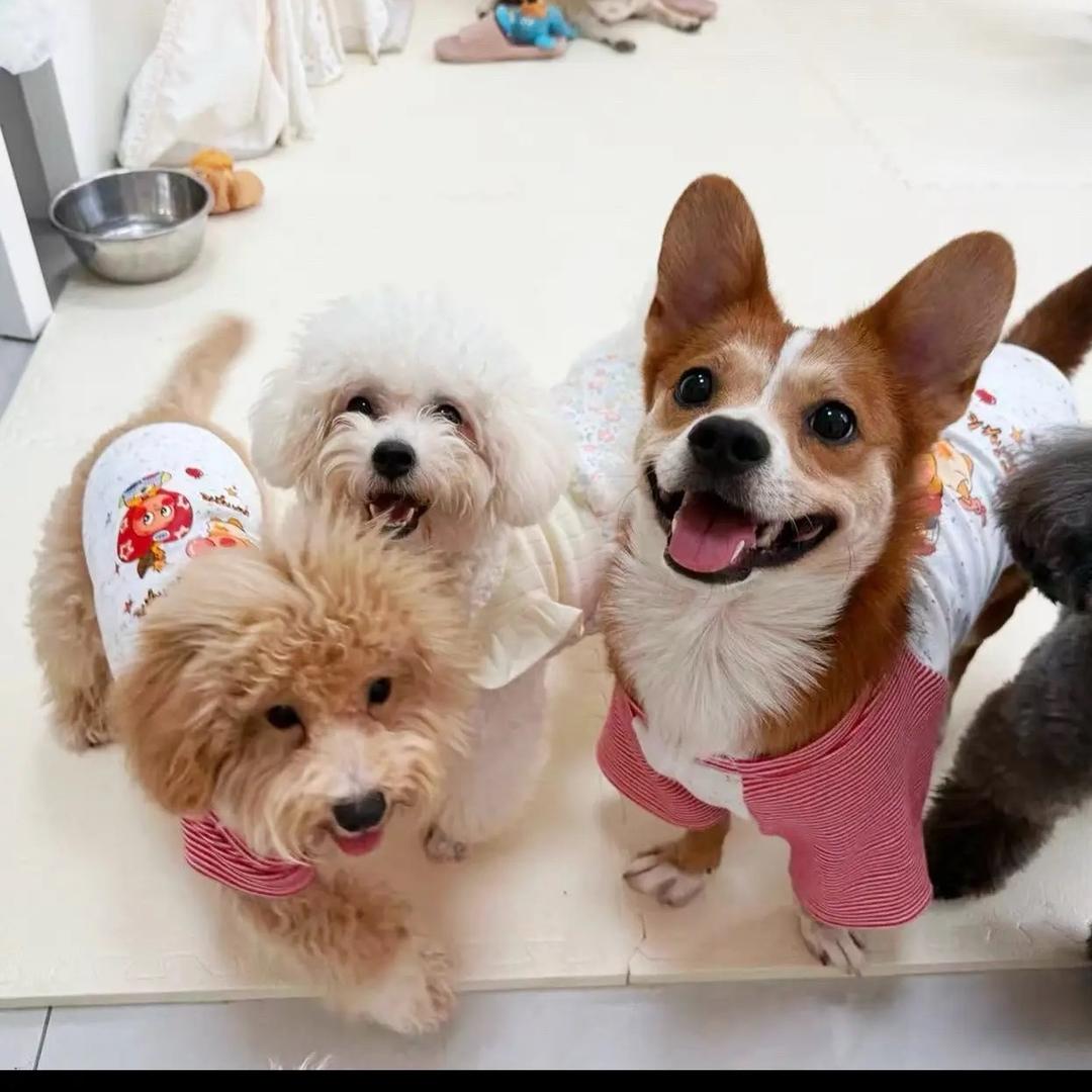 小李的养宠日记