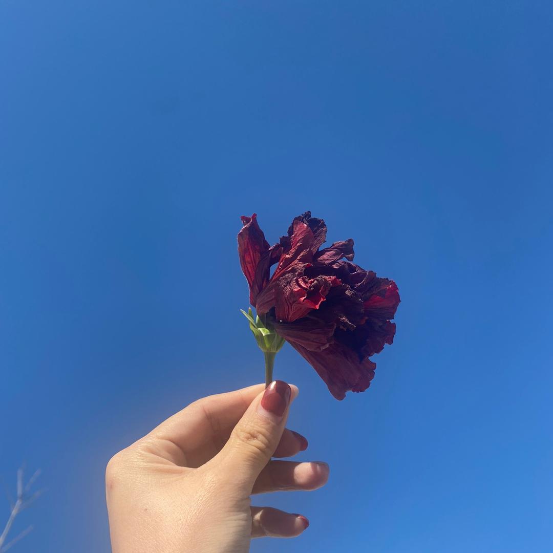 🌸LML🌸