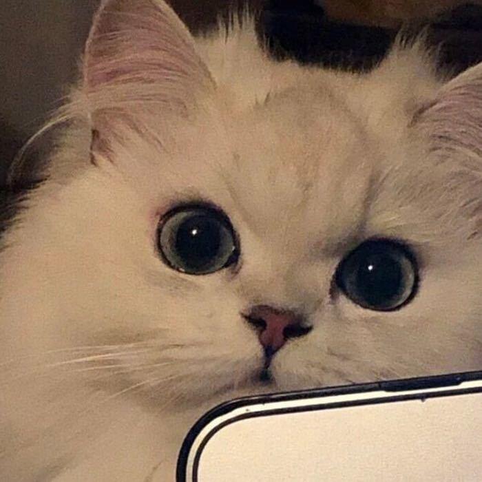格予.