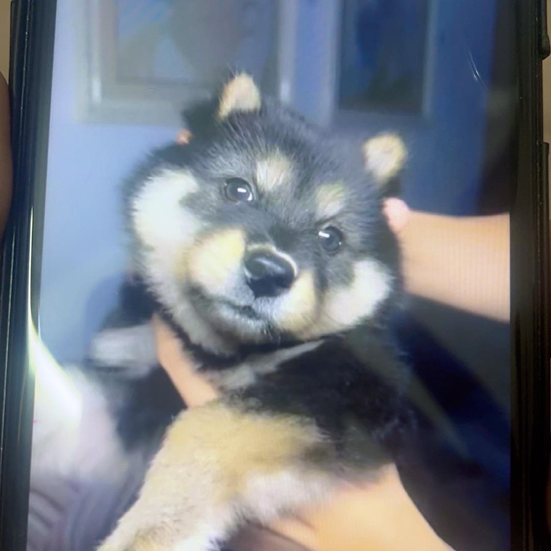 深圳中华田园犬《五黑土松》