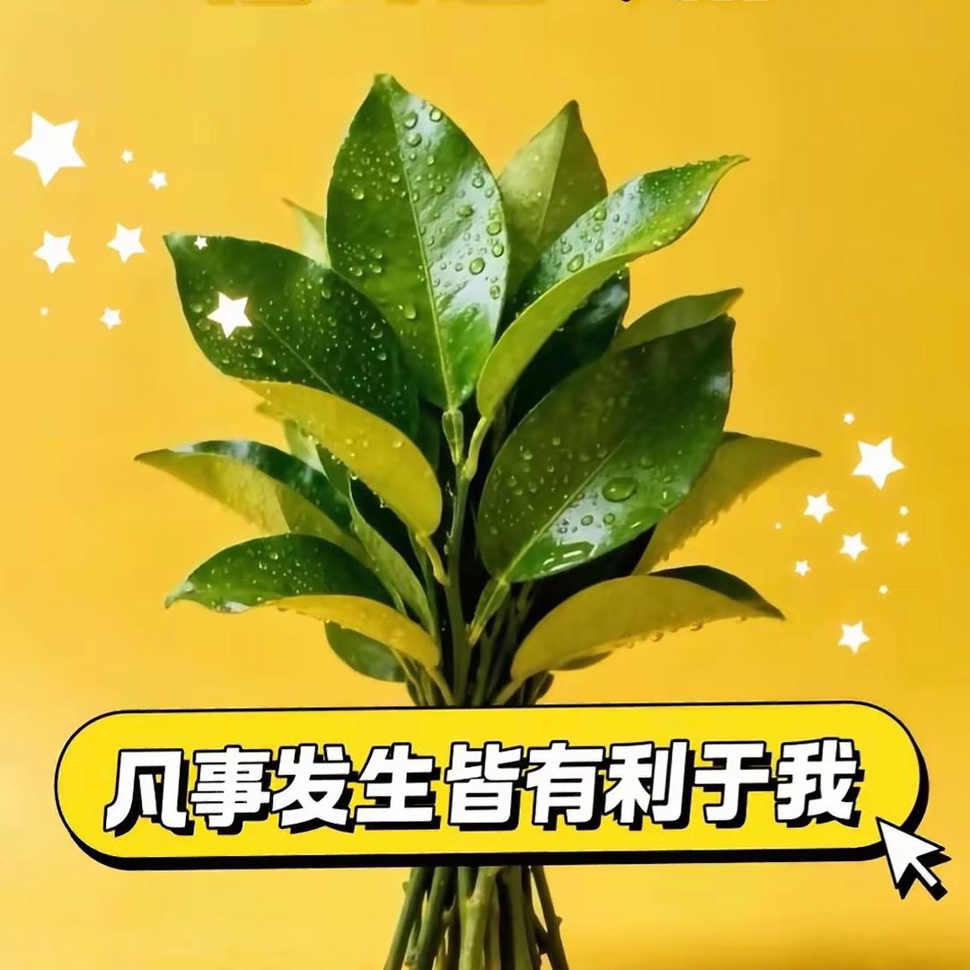刘莎莎