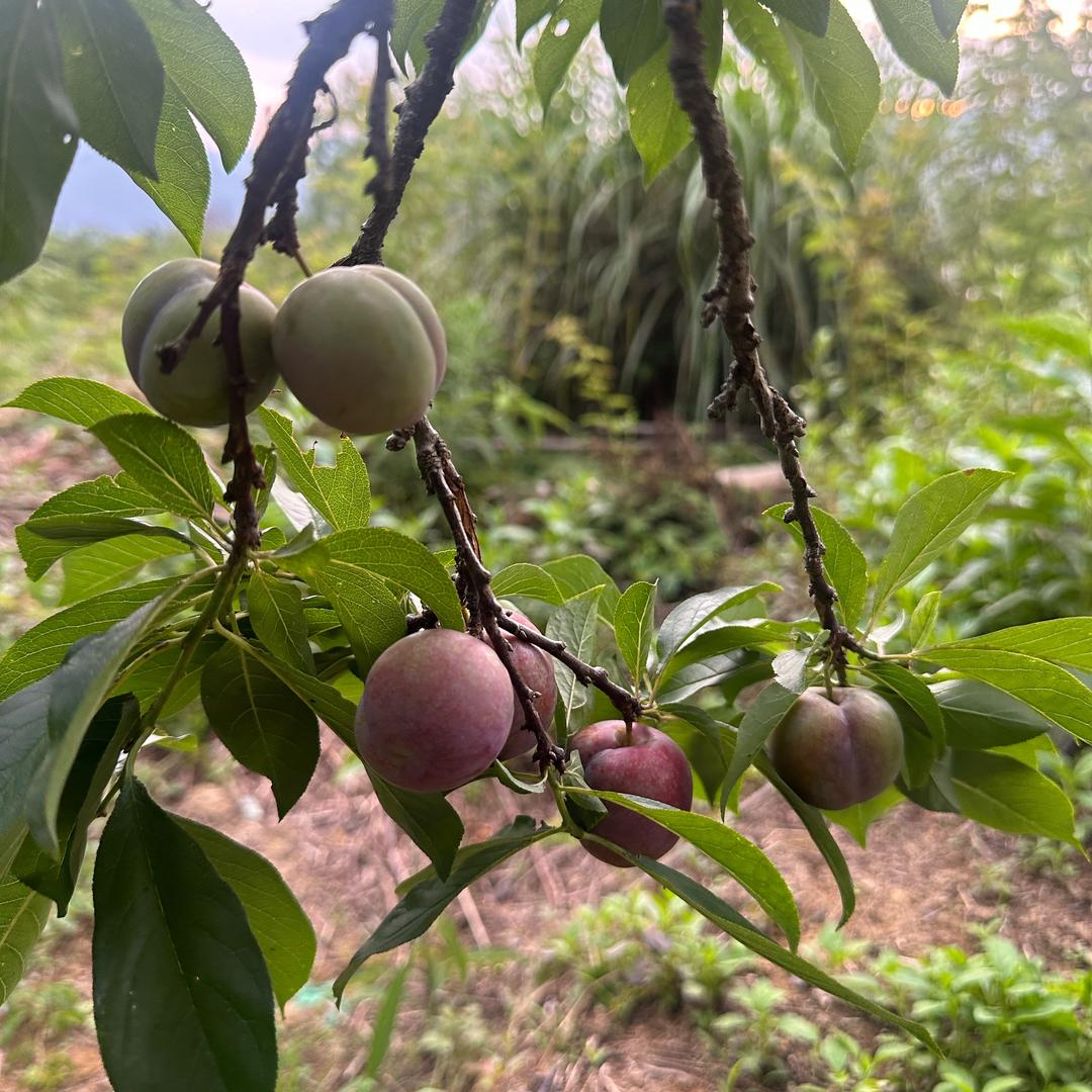 李经