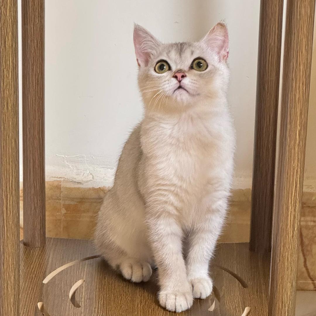 橙橙的小铁蛋🥚