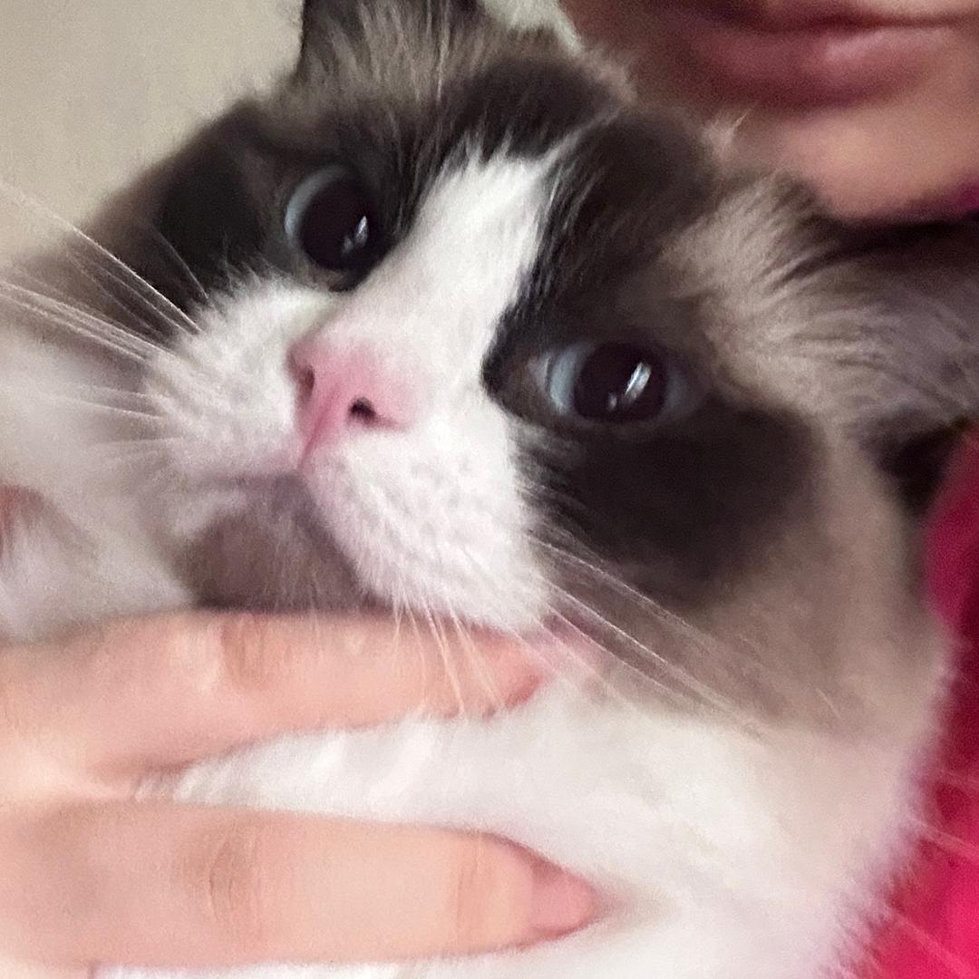 凌凌子🍧（收退坑，收库存）