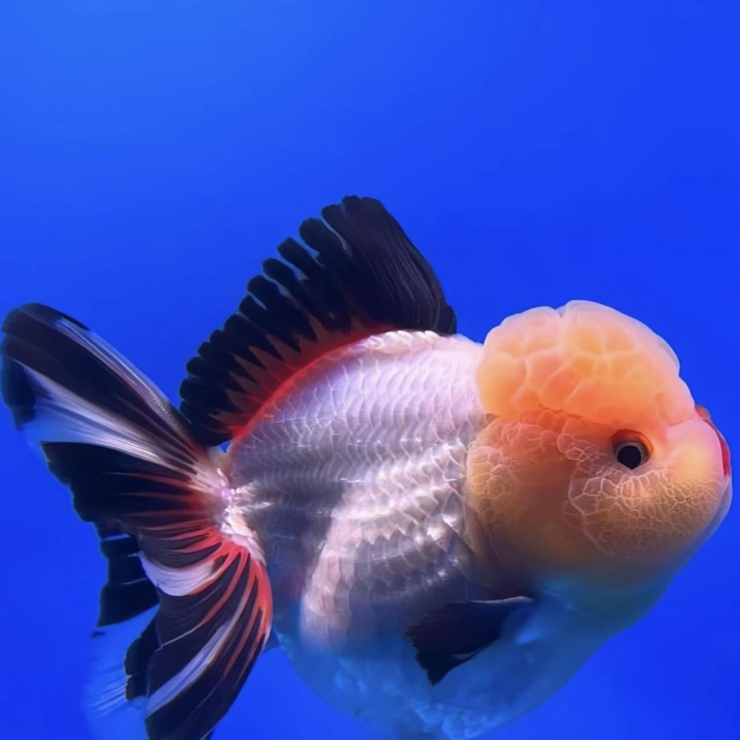 清清金鱼