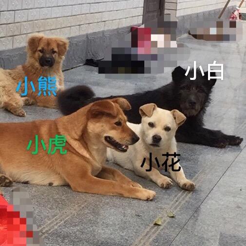 将军寨 黑山羊