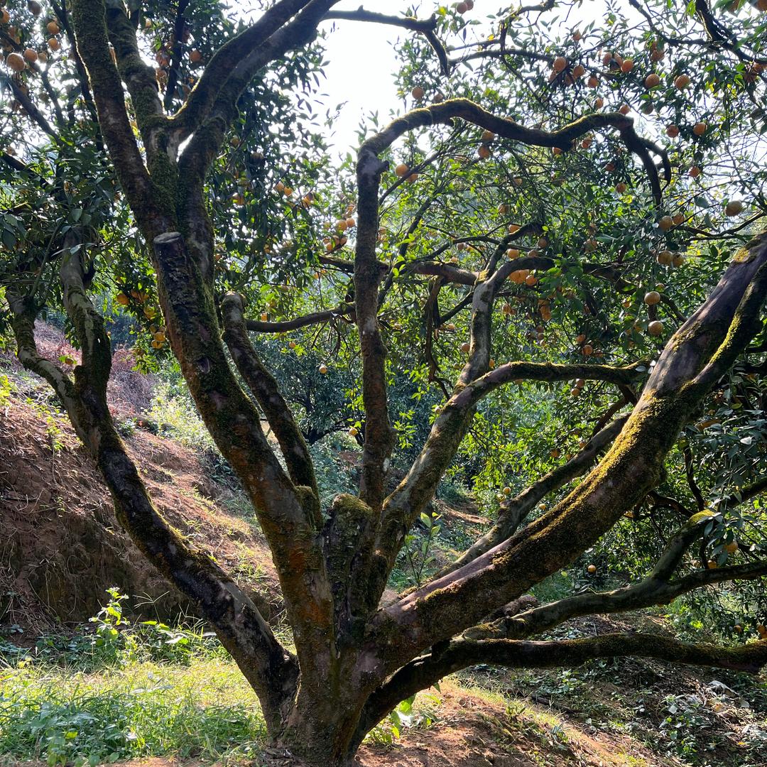 广西六十年老树陈皮