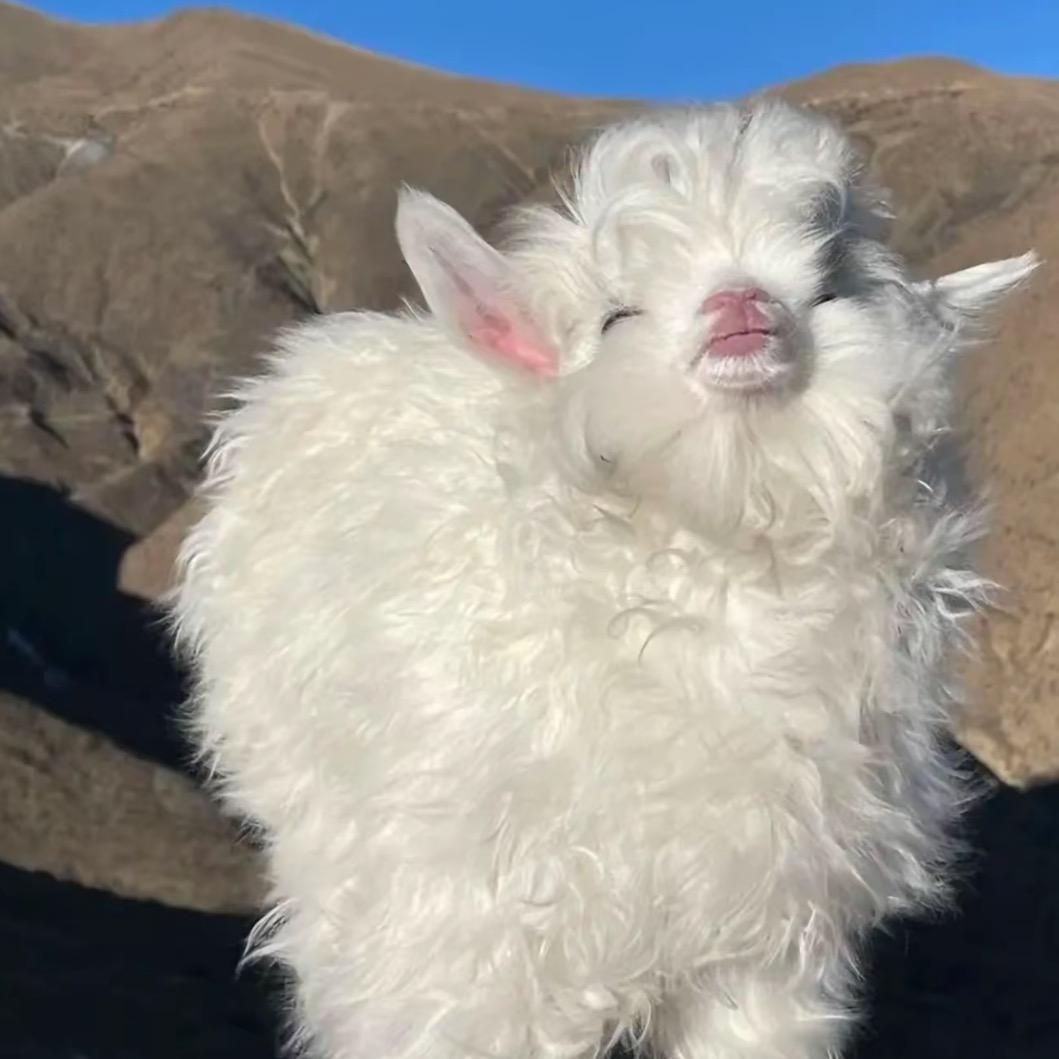 杨困困🐑💤