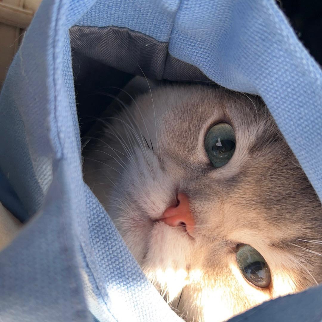 猫七🎨