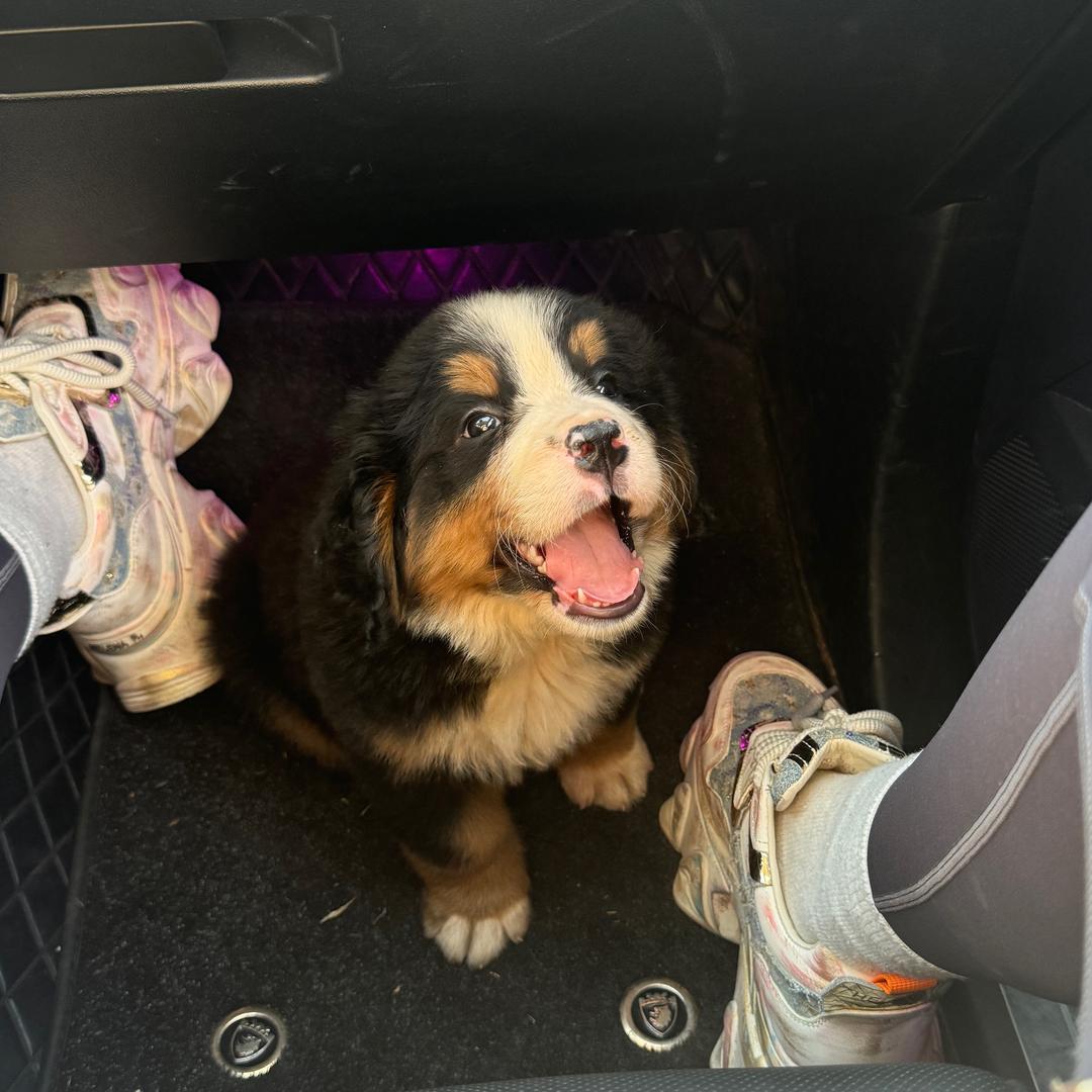 黄金萬兩（伯恩山）