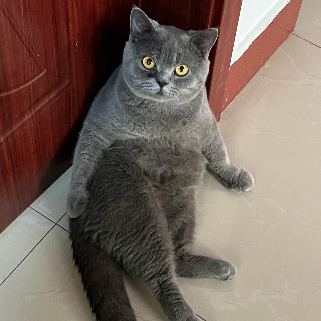 ღ᭄💘 娇娇ꫛღ虎猫🐱ღ 💋