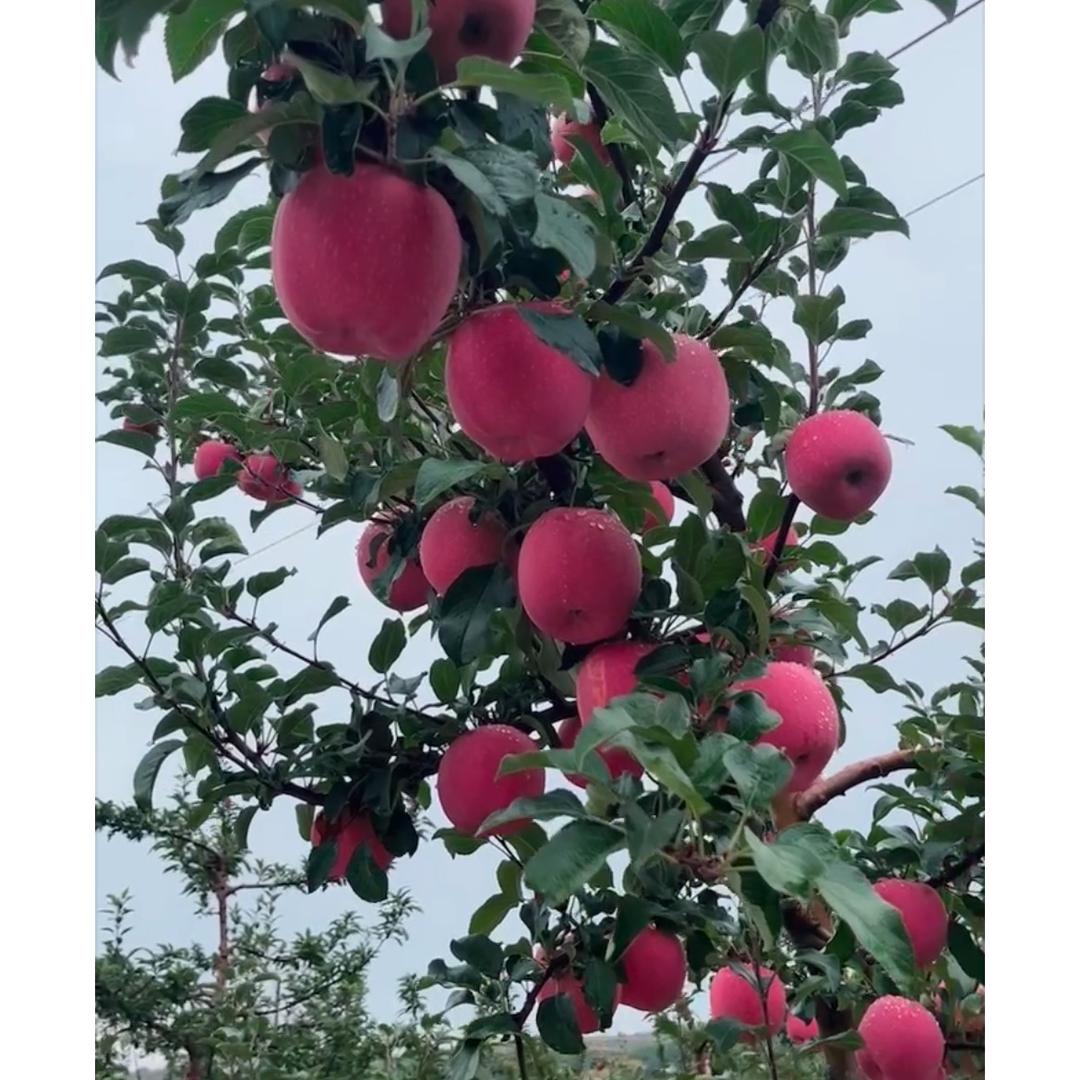 《小彭果业》
