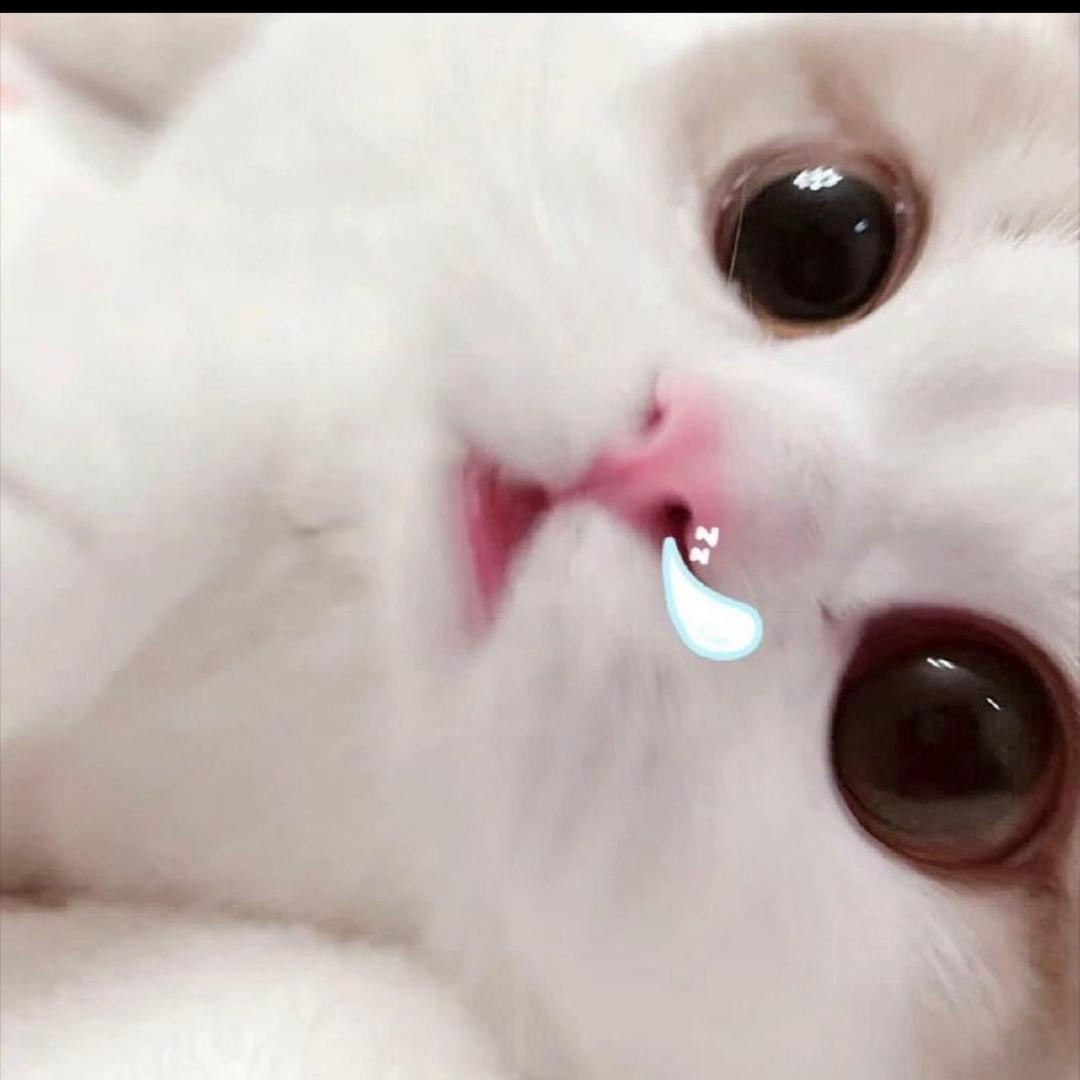 美羊羊桑