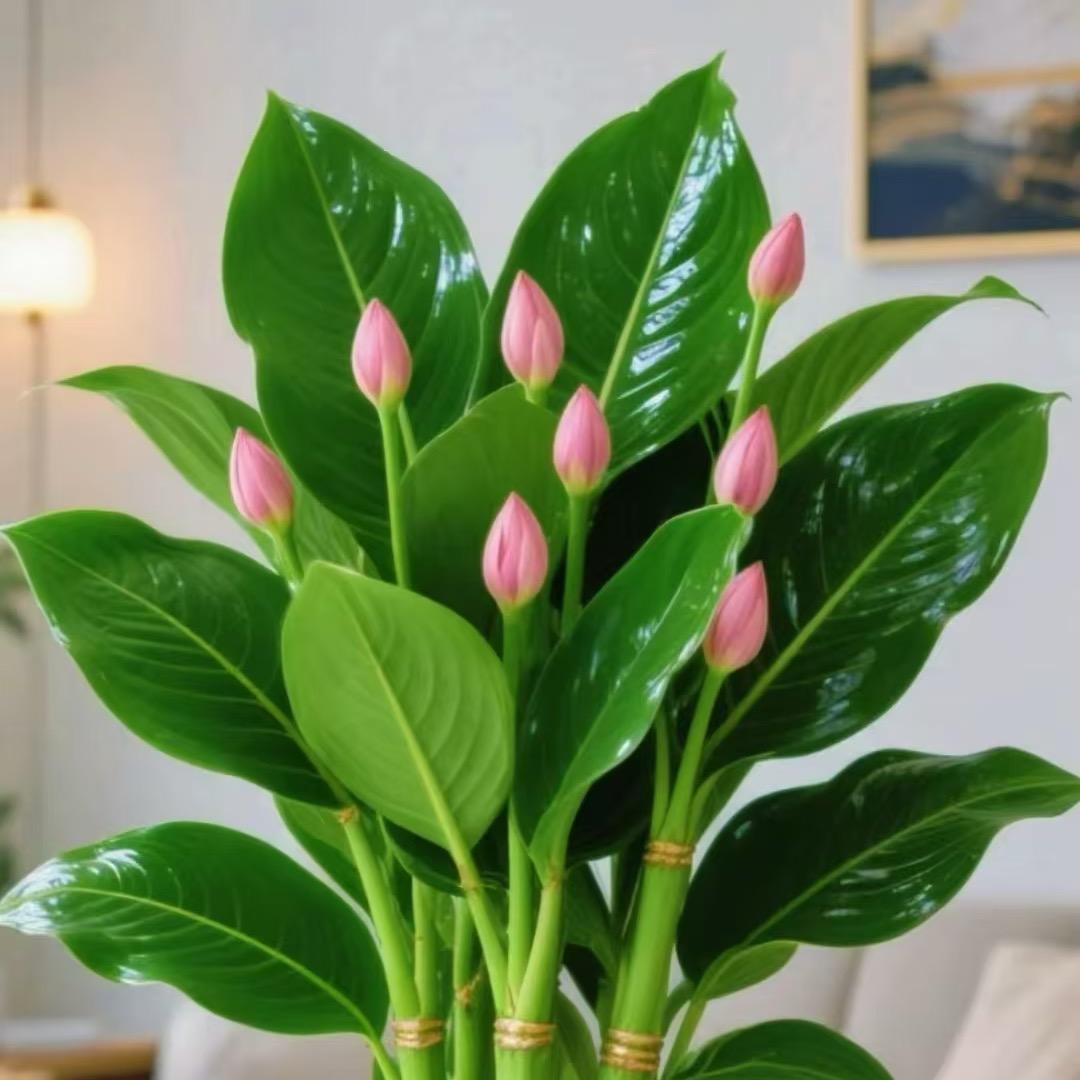百草园绿植花卉