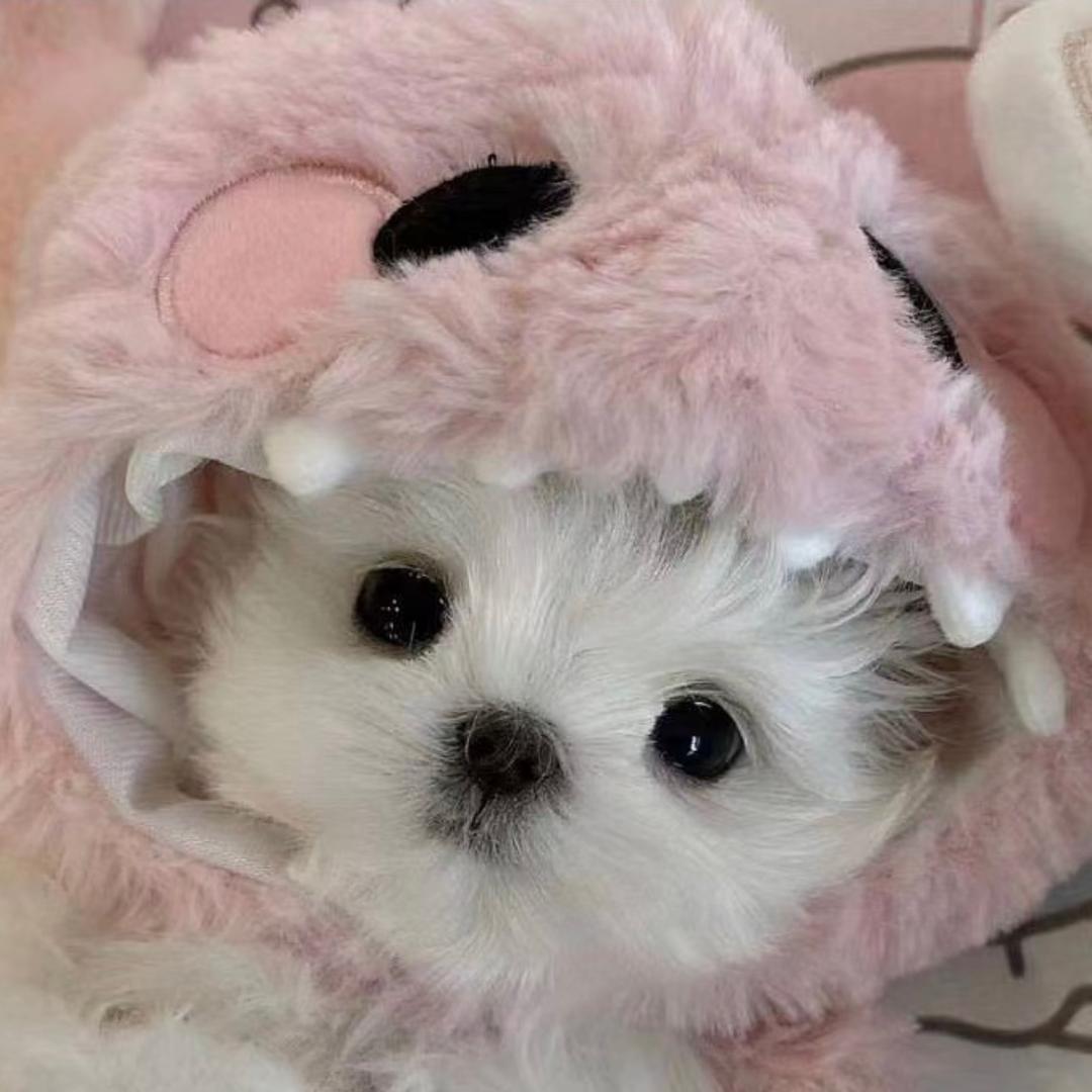 聪明蛋.
