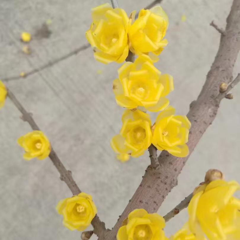 中原花卉腊梅盆景园艺
