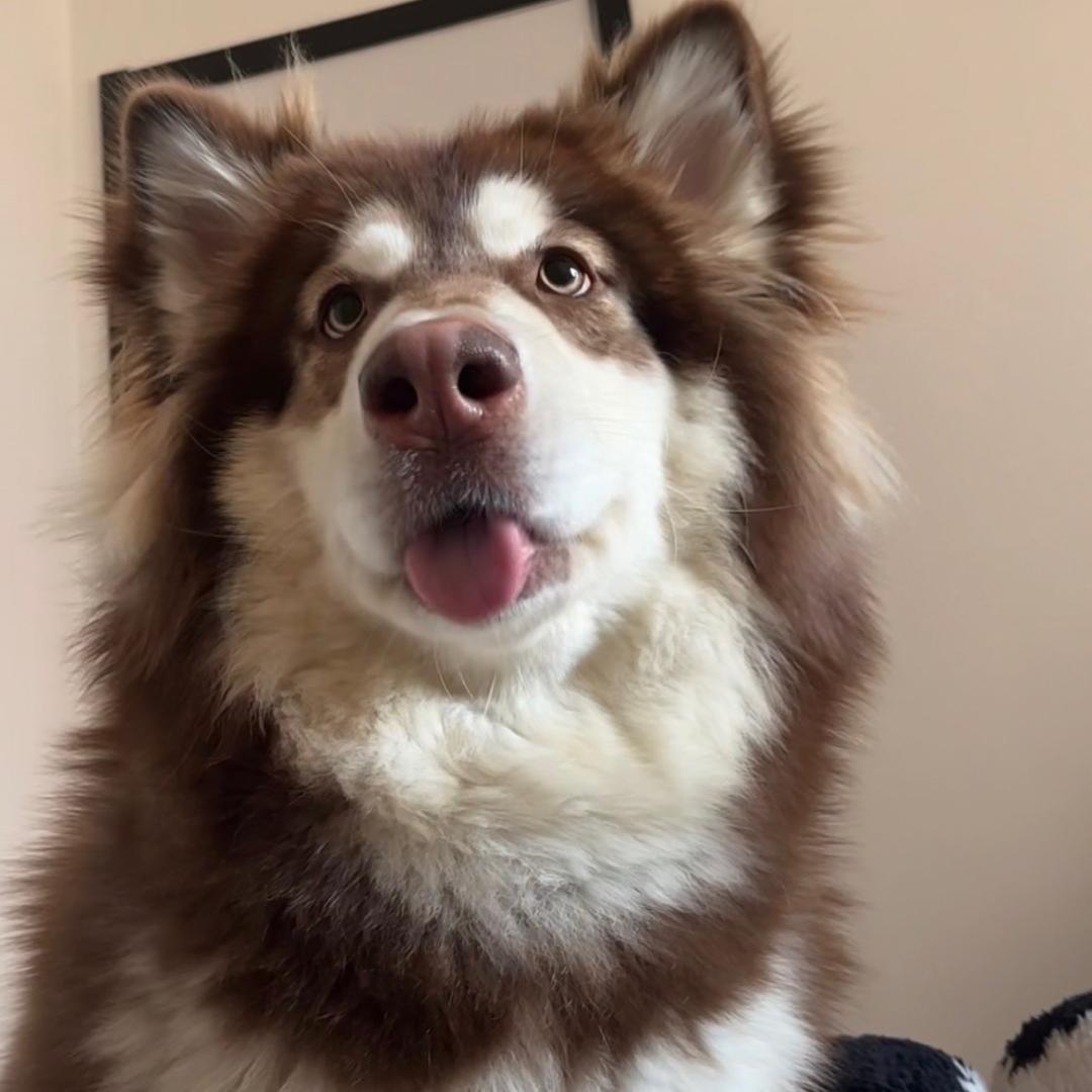 土豆蛋挞高手🥔