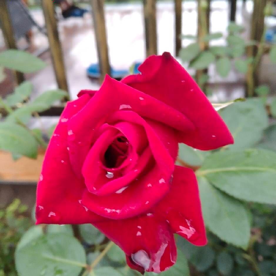 海之梦 箩