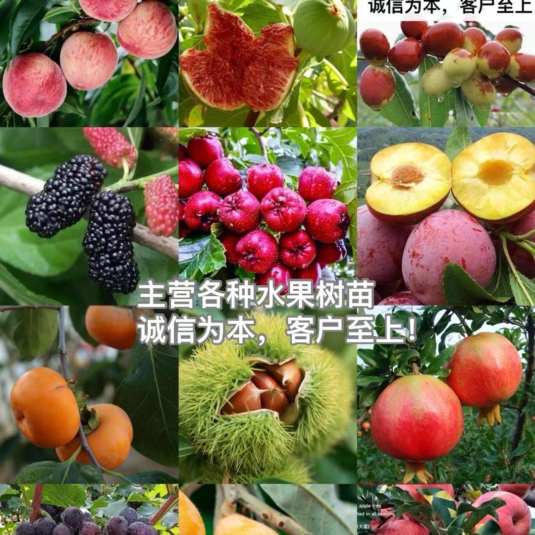 南棠卡杨果树苗木专卖店