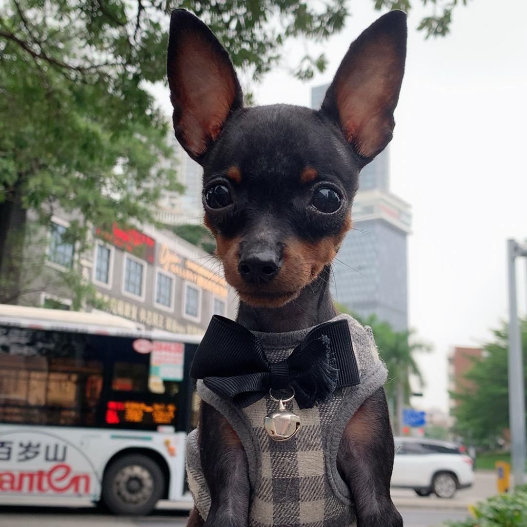 小鹿犬—赵大妹 主人