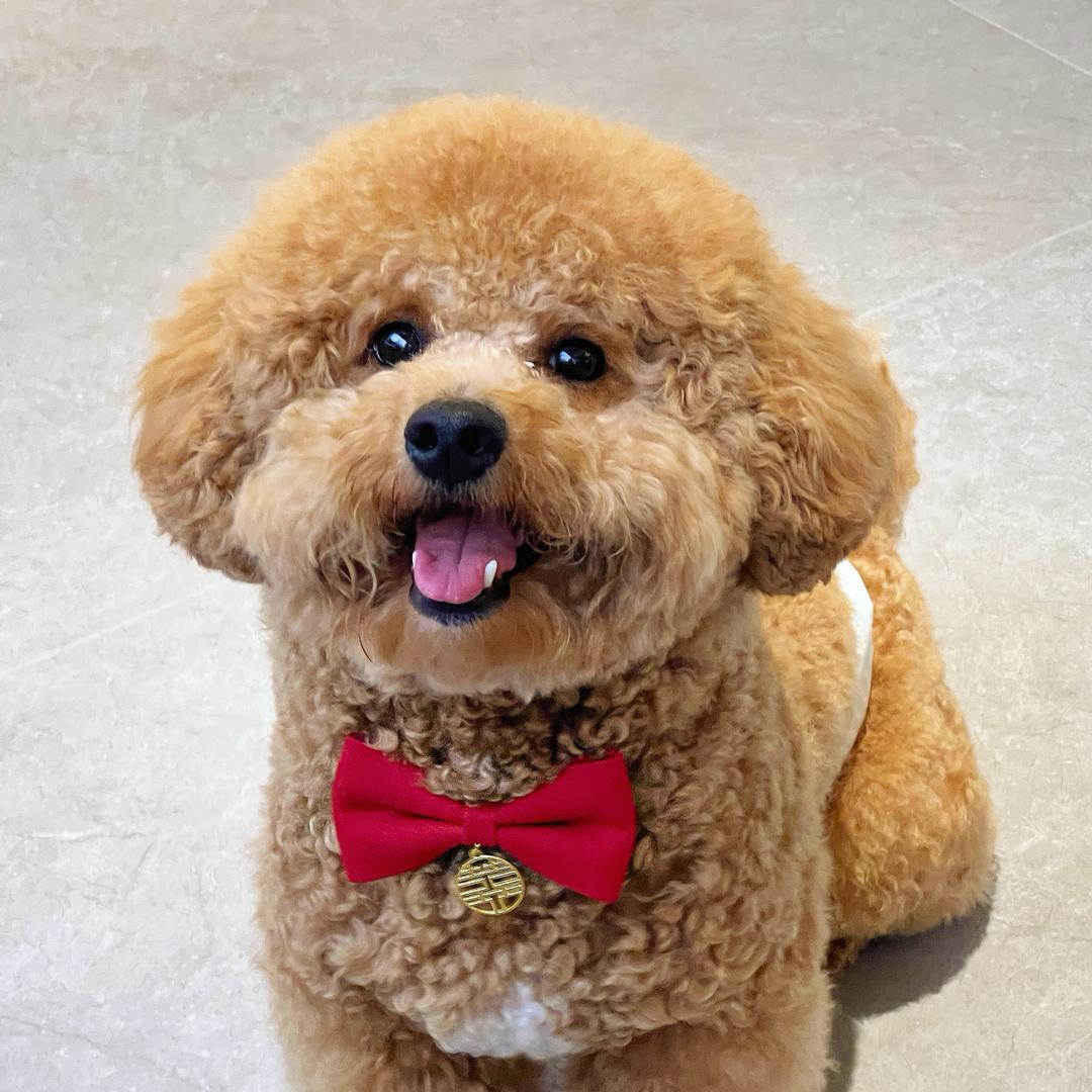 哐哐是只泰迪熊