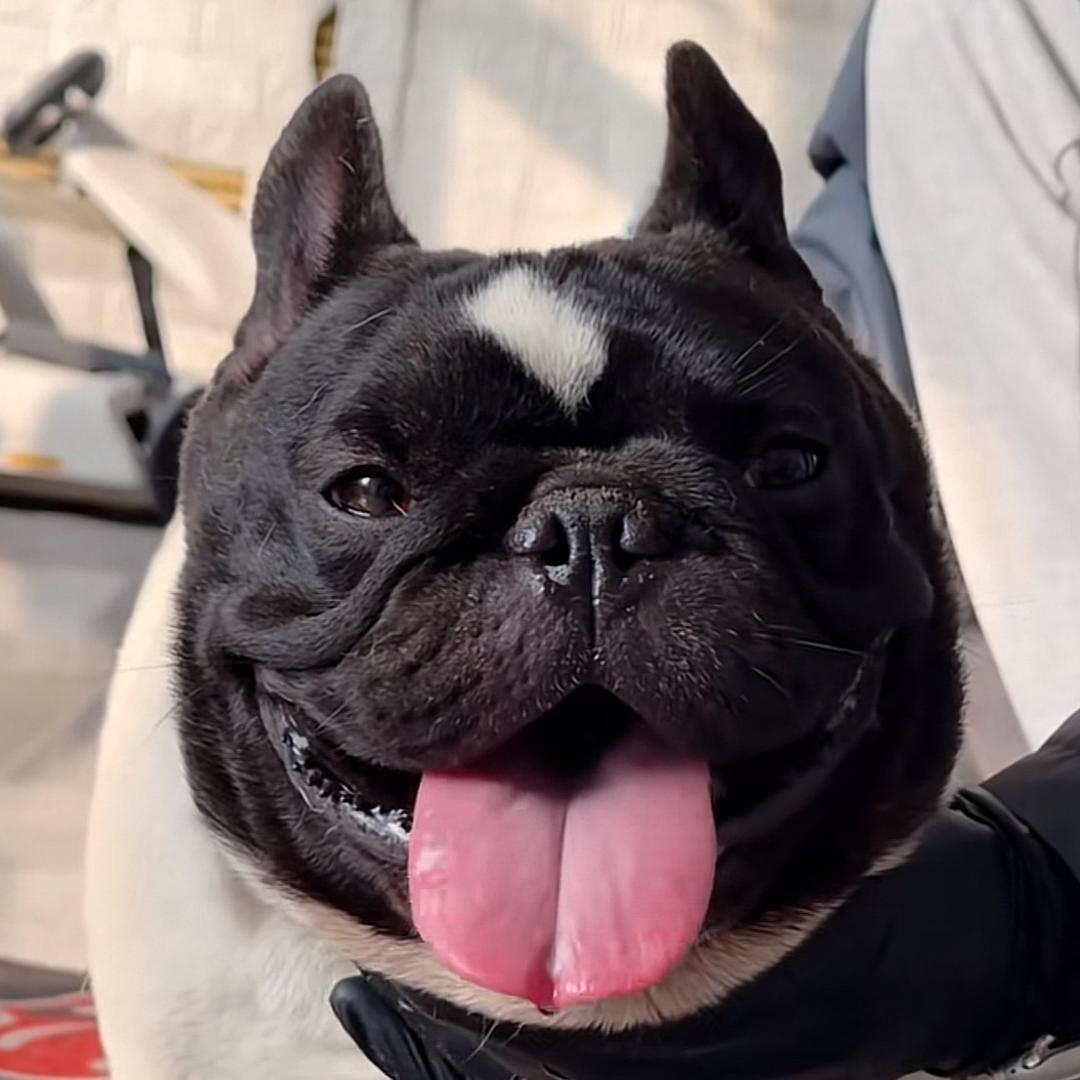 小磊法斗梵高2️⃣号