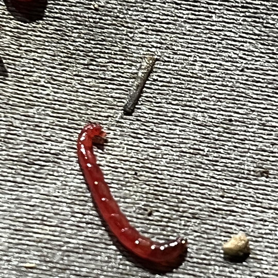 阜阳渔具批发婷婷红虫