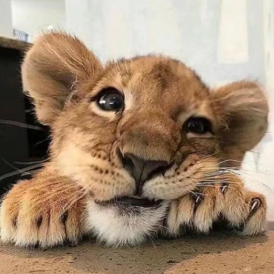 Z_t1n9