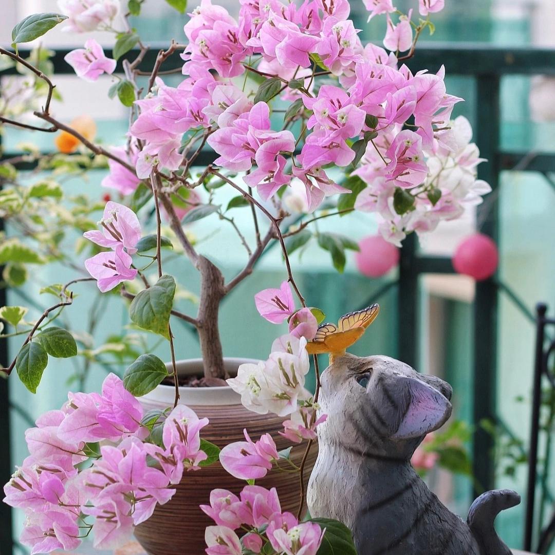 一花时光园艺