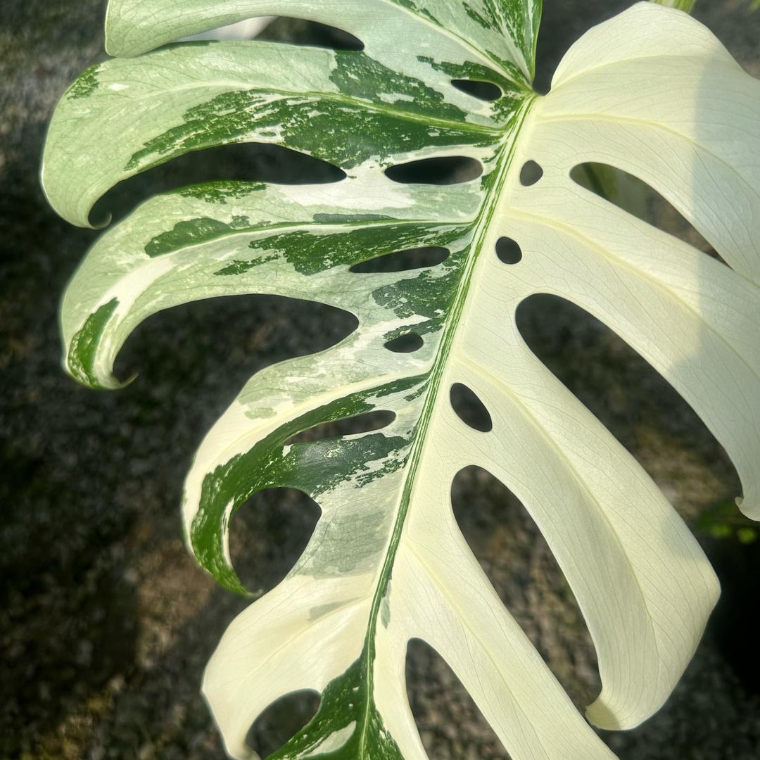 植此卿绿花卉园